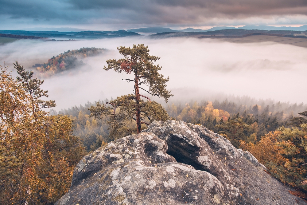 Borovice na Křížovém vrchu